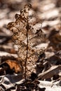 a dry leaf on top of leaves covered ground next to dead grass Royalty Free Stock Photo