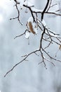 Dry leaf on tree branch in winter Royalty Free Stock Photo