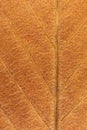 Dry Leaf Tree Texture. Macro Closeup. Royalty Free Stock Photo