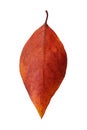 Dry leaf of warm autumn shades isolated