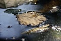 Dry leaf on water surface