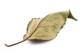 Dry leaf on a white Royalty Free Stock Photo