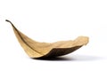 Dry leaf Royalty Free Stock Photo