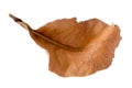 Dry leaf on white backgrounds