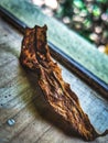 A dry leaf on a window corner Royalty Free Stock Photo
