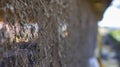 Close-up of autumn leaves and wired mesh fence Royalty Free Stock Photo