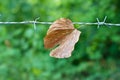 Dry leaf on a wire in nature background