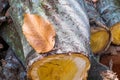 Dry leaf on the wood pile cut and ready to be split for firewood Royalty Free Stock Photo