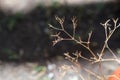 Dry leafless sprigs or twigs, natural life landscape background. Fall or Autumn, Season Change, Weather, Climate, Nature, Backdrop Royalty Free Stock Photo