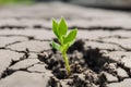 A dry, leafless tree affected Royalty Free Stock Photo