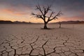 A dry, leafless tree affected Royalty Free Stock Photo