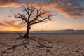 A dry, leafless tree affected Royalty Free Stock Photo
