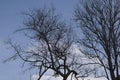 A dry, leafless tree against a backdrop of blue clouds Royalty Free Stock Photo