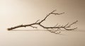 A dry, leafless tree branch is placed on a neutral beige background. The branch has a main stem Royalty Free Stock Photo
