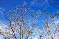 Dry Leafless Tree Branches Against Blue Cloudy Sky Royalty Free Stock Photo