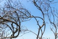 Tree Branches Silhouetted against Blue Sky Background Royalty Free Stock Photo