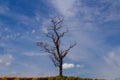 A dry, leafless tree with sky. Royalty Free Stock Photo