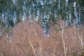 Dry leafless trees on the background of green forest on the mountain Royalty Free Stock Photo