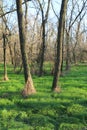 Dry leafless trees in green forest Royalty Free Stock Photo