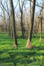 Dry leafless trees in green forest Royalty Free Stock Photo