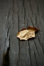 Dry leafs closeup Royalty Free Stock Photo