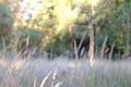 Dry leave of grass on the grass background Royalty Free Stock Photo