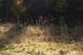 Dry leave of grass on the grass background Royalty Free Stock Photo