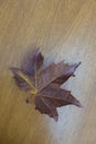 Dry leave over a wooden table at Campos do JordÃÂ£o, Brazil Royalty Free Stock Photo