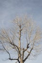 Dry leaveless branches tree no leaf with clear sunny afternoon grey blue sky Royalty Free Stock Photo