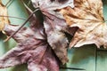 Dry Leaves Garden Environment Closeup Fall