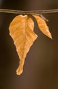 Dry leaves Royalty Free Stock Photo