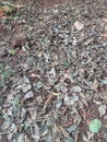 Dry leaves Autumn Leaves on the ground Royalty Free Stock Photo