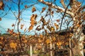 Dry leaves in autumn amid vineyard branches