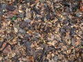 Dry leaves Royalty Free Stock Photo