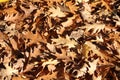 Dry leaves background Royalty Free Stock Photo