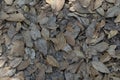 Dry leaves for background and texture. Royalty Free Stock Photo