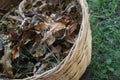 Dry leaves in a beautiful bamboo basket Royalty Free Stock Photo