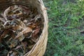 Dry leaves in a beautiful bamboo basket Royalty Free Stock Photo