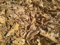 Dry leaves in garden