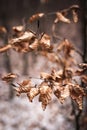 Dry leaves of beech tree in winter forest