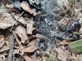 dry leaves being burned in the garden Royalty Free Stock Photo