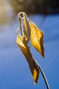 Dry leaves on a branch of an apple tree are covered with hoarfrost. Close-up with the first rays of the sun in January