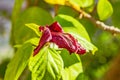 Wilting flower of hibiscus Royalty Free Stock Photo