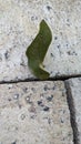 dry leaves on bricks due to hot global weather Royalty Free Stock Photo