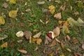 Dry leaves, chestnut on green grass