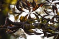 Dry leaves of Chestnut tree