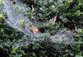 Dry leaves in cobweb