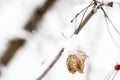 Dry leaves covered with snow on a tree branch in the winter forest Royalty Free Stock Photo