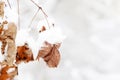 Dry leaves covered with snow on a tree branch in the winter forest Royalty Free Stock Photo