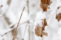 Dry leaves covered with snow on a tree branch in the winter forest Royalty Free Stock Photo